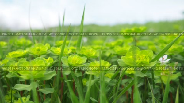 Euphorbia, flowering plant, spurge, Euphorbiaceae. Euphorbia serrata, serrated Tintern spurge, sawtooth upright spurge. Perennial herb. At the ends of the branches are inflorescences of tiny flowers. Стоковое видео, видеограф Юлия Петровская / Фотобанк Лори