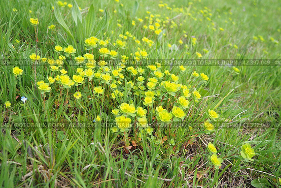 Euphorbia, flowering plant, spurge, Euphorbiaceae. Euphorbia serrata, serrated Tintern spurge, sawtooth upright spurge. Perennial herb. At the ends of the branches are inflorescences of tiny flowers. Стоковое фото, фотограф Юлия Петровская / Фотобанк Лори