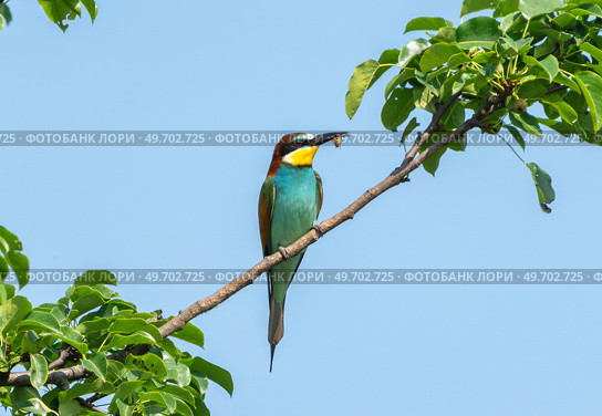 European bee-eater with a bee in its beak perched on a branch against a blue sky. Стоковое фото, фотограф Игорь Кляхин / Фотобанк Лори