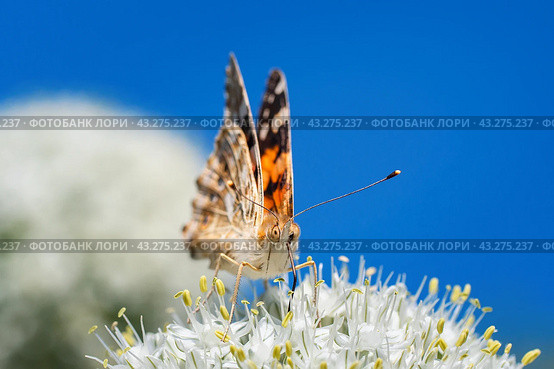 European peacock butterfly (Aglais io). Copy space.. Стоковое фото, фотограф Корнеев Вячеслав / Фотобанк Лори