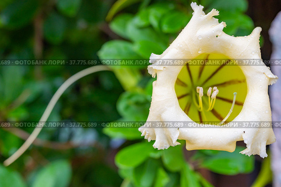 Exotic tropical flower  Chalice Vine (2021 год). Стоковое фото, фотограф Дмитрий Брусков / Фотобанк Лори