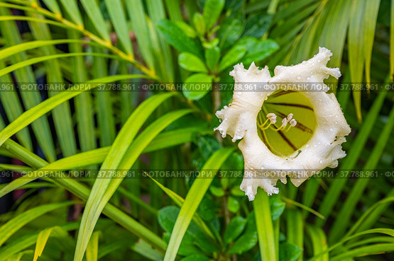 Exotic tropical flower  Chalice Vine. Стоковое фото, фотограф Дмитрий Брусков / Фотобанк Лори