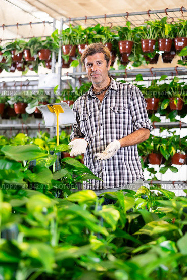 Experienced salesman arranging potted epipremnum aureum in plant shop. Стоковое фото, фотограф Яков Филимонов / Фотобанк Лори
