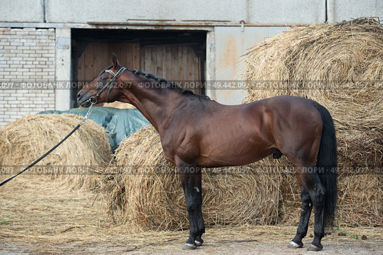 exterior of beautiful bay Trakehner stallion against hay stacks. Стоковое фото, агентство Ingram Publishing / Фотобанк Лори