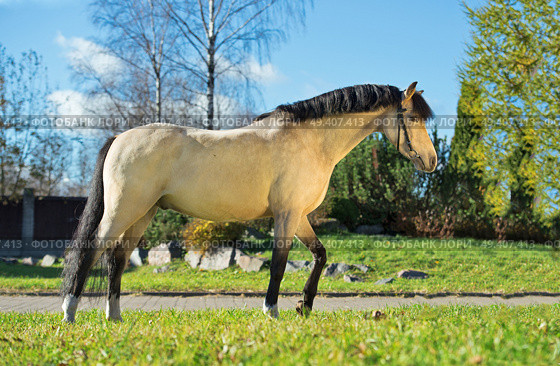 exterior of light-buckskin welsh pony. Стоковое фото, агентство Ingram Publishing / Фотобанк Лори
