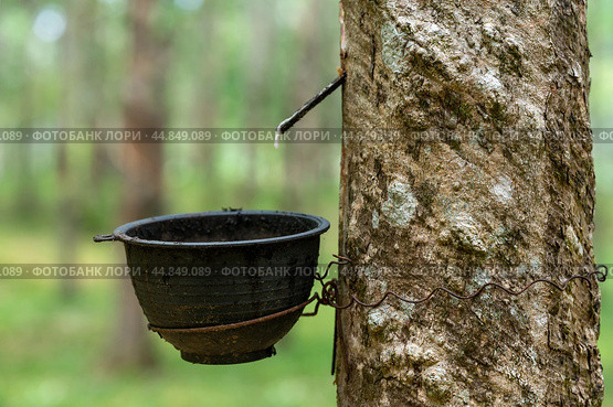 Extraction of natural latex. rubber tree plantation. Rubber tree plantation. Rubber tapping in rubber tree garden in Thailand. Natural latex extracted from para rubber plant. Стоковое фото, фотограф Павел Муравьев / Фотобанк Лори