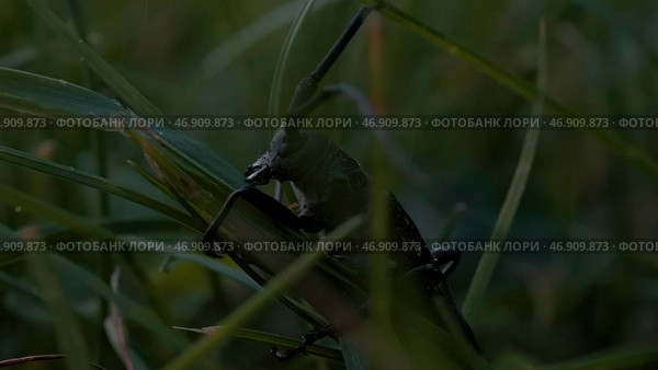 Extreme close up of an insect in green grass. Стоковое фото, фотограф David Kashakhi / Фотобанк Лори