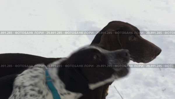 Ездовые собаки (2019 год). Редакционное видео, видеограф А. А. Пирагис / Фотобанк Лори