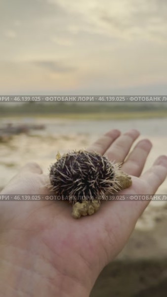 Еж морской на руке человека. Стоковое видео, видеограф Жалковская Олеся / Фотобанк Лори