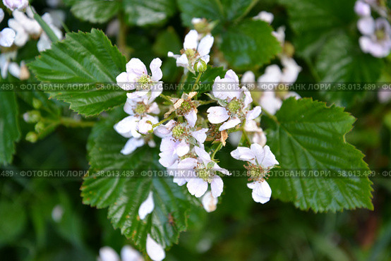 Ежевика кустистая (Rubus fruticosus L.). Цветки и листья. Стоковое фото, фотограф Ирина Борсученко / Фотобанк Лори