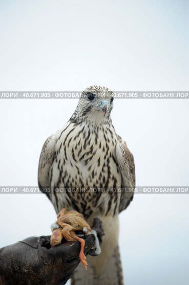 Falcon sitting on a hand. Стоковое фото, фотограф Анна Кривицкая / Фотобанк Лори