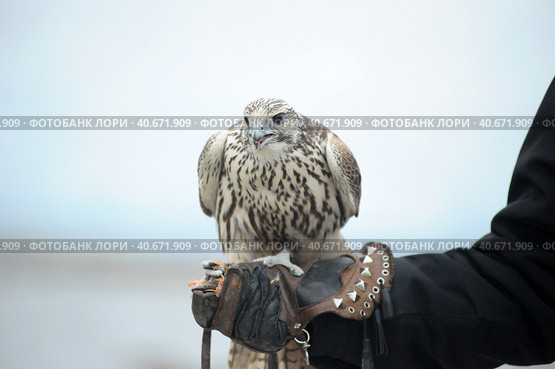 Falcon sitting on a hand. Стоковое фото, фотограф Анна Кривицкая / Фотобанк Лори