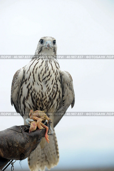 Falcon sitting on a hand. Стоковое фото, фотограф Анна Кривицкая / Фотобанк Лори