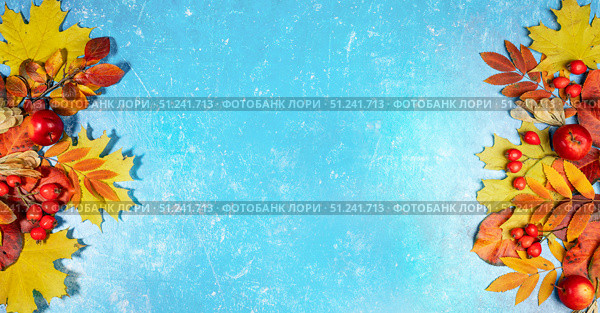 Fall banner Autumn leaves and red apples on blue textured background with copy space for design. Стоковое фото, фотограф Наталья Семкина / Фотобанк Лори