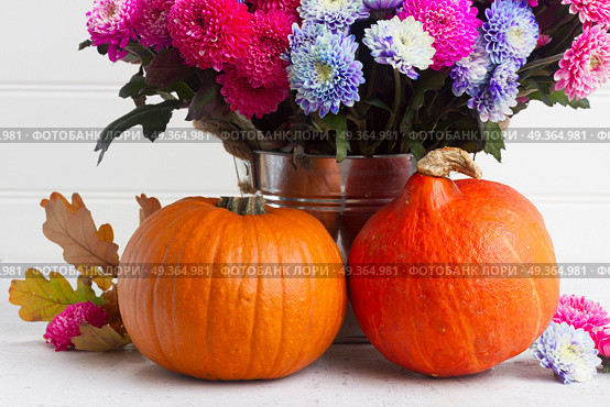 fall chrysanthemum flowers. bouquet of pink and blue chrysanthemum flowers with two pumpkins. Стоковое фото, агентство Ingram Publishing / Фотобанк Лори