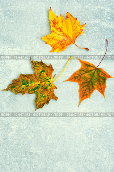 Fallen autumn leaves, herbarium. Autumn yellow and red leaves. Copy space. Herbarium, collection of autumn leaves. Стоковое фото, агентство Ingram Publishing / Фотобанк Лори
