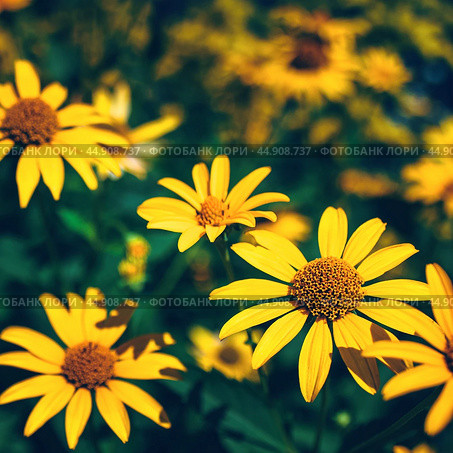 False yellow sunflower grows in summer flower garden. Стоковое фото, фотограф Александра Конопля / Фотобанк Лори