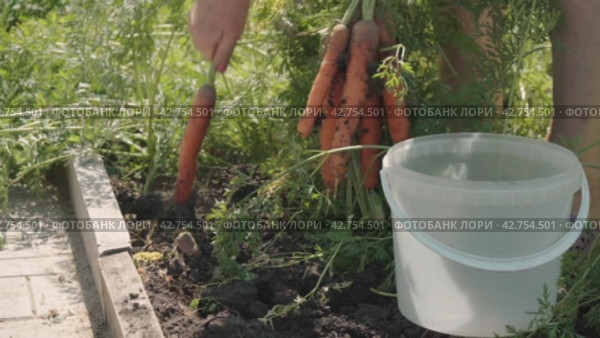 Farmer harvesting fresh harvest of carrot on garden bed farm. Farmer picking carrot. Close-up of female hands. Стоковое видео, видеограф EStarodubov / Фотобанк Лори