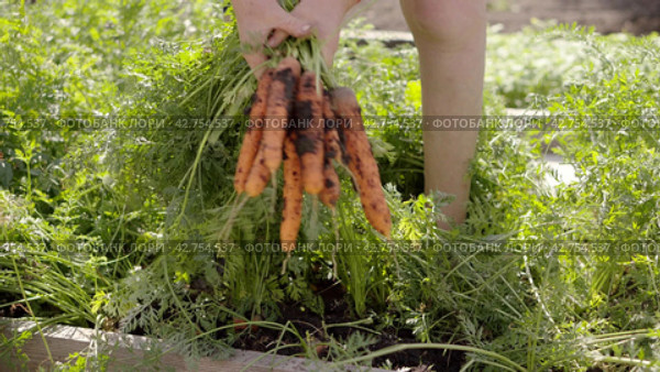 Farmer harvesting fresh harvest of carrot on garden bed farm. Farmer picking carrot. Close-up of female hands. Стоковое видео, видеограф EStarodubov / Фотобанк Лори