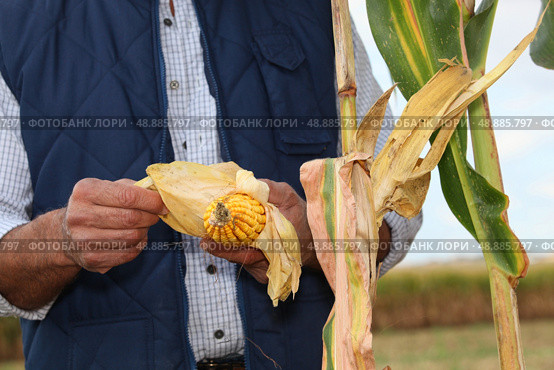 farmer in field with corn cob. Стоковое фото, агентство Ingram Publishing / Фотобанк Лори