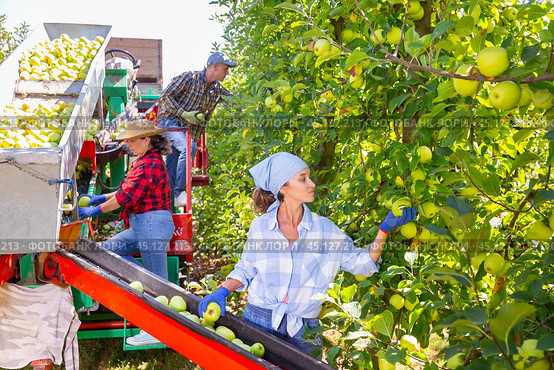 Farmers working on harvesting platform, picking apples. Стоковое фото, фотограф Яков Филимонов / Фотобанк Лори