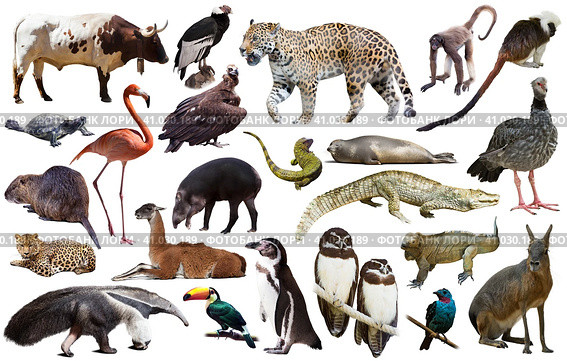 Fauna of South America set. Стоковое фото, фотограф Яков Филимонов / Фотобанк Лори