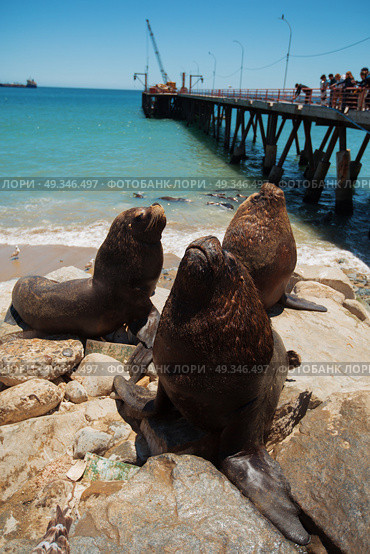 feeding the pelicans and sea lions in the UNESCO World Heritage port city of Valparaiso in Chile. Стоковое фото, агентство Ingram Publishing / Фотобанк Лори