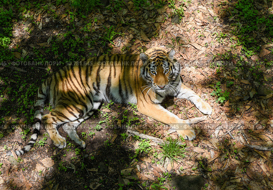 Female Amur tiger lies on forest floor in Primorsky Krai, blending into shade and grass. A symbol of strength and grace in the wild Russian Far East. Стоковое фото, фотограф Татьяна Терехина / Фотобанк Лори