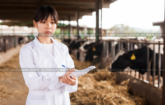 Female employee in white gown working with cows at cowhouse. Стоковое фото, фотограф Яков Филимонов / Фотобанк Лори