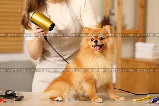 Female groomer drying cute Pomeranian dog's hair in salon. Стоковое фото, фотограф Pixel_shot / Фотобанк Лори