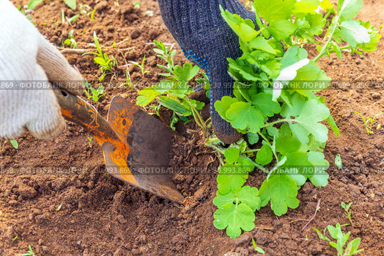 Female hands in gloves uproot with a spatula weed in the garden. Стоковое фото, фотограф Акиньшин Владимир / Фотобанк Лори