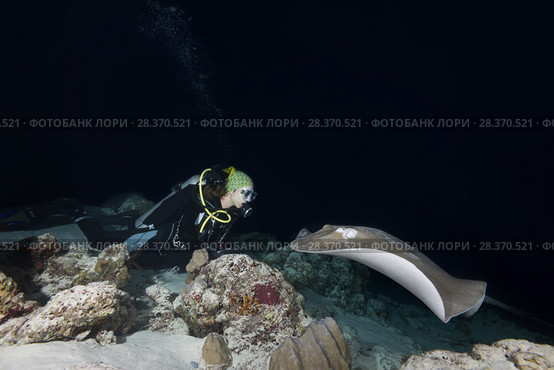 Female scuba diver looks at stingray in the night. Pink whipray or Banana-tail ray (Himantura fai) (2018 год). Редакционное фото, фотограф Некрасов Андрей / Фотобанк Лори
