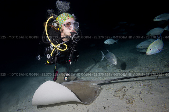 Female scuba diver swims with stingray in the night. Pink whipray or Banana-tail ray (Himantura fai) (2018 год). Редакционное фото, фотограф Некрасов Андрей / Фотобанк Лори