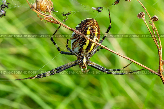 Female spider Argiope Bruennichi on a web with dead insects in a garden on a background of green grass. Стоковое фото, фотограф Андрей С / Фотобанк Лори