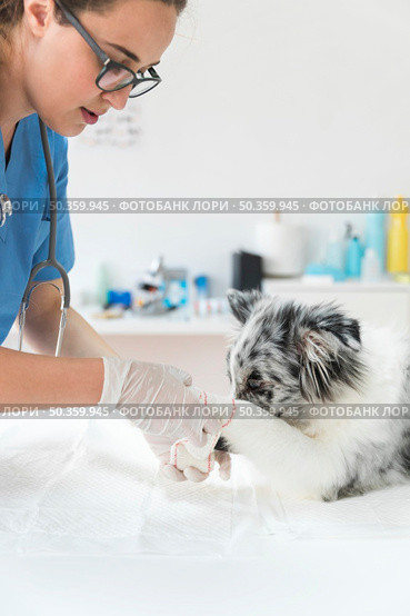female veterinarian applying bandage wounded dog s paw. Стоковое фото, агентство Ingram Publishing / Фотобанк Лори