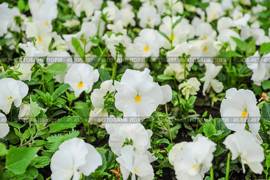 Фиалка трёхцветная (Viola tricolor), фиалка Виттрока, садовые анютины глазки. Фон. Стоковое фото, фотограф Алёшина Оксана / Фотобанк Лори