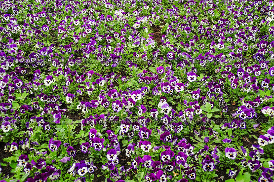 Фиалка трёхцветная (Viola tricolor), фиалка Виттрока, садовые анютины глазки. Фон. Стоковое фото, фотограф Алёшина Оксана / Фотобанк Лори