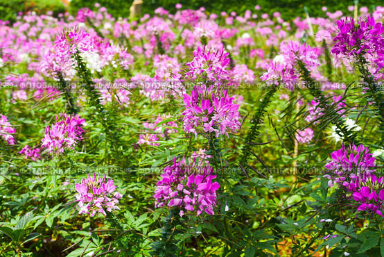 Field of Cleome spinosa flowers or spiny spiderflower in Da Lat in Vietnam. Стоковое фото, фотограф Татьяна Терехина / Фотобанк Лори