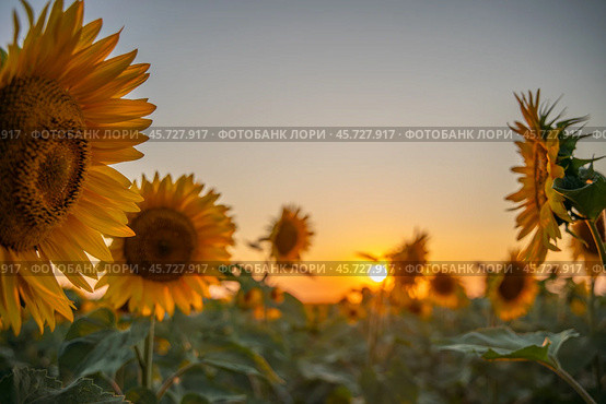 Field sunflowers in the warm light of the setting sun. Summer time. Concept agriculture oil production growing. Стоковое фото, фотограф svetograph / Фотобанк Лори