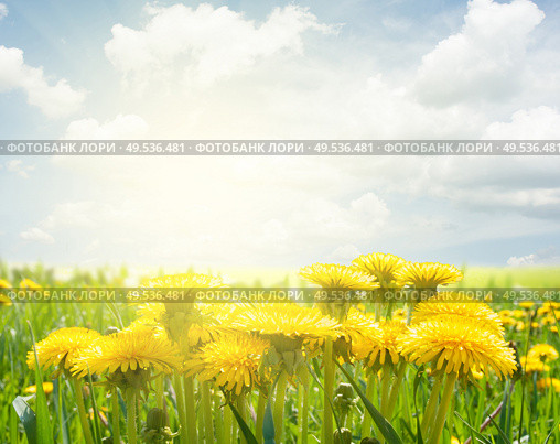 field with green grass and yellow dandelions under blue sky. dandelion field. Стоковое фото, агентство Ingram Publishing / Фотобанк Лори