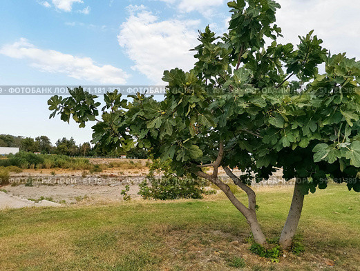 Fig tree with lush green leaves in a serene outdoor landscape under a clear blue sky. Стоковое фото, фотограф Наталья Семкина / Фотобанк Лори