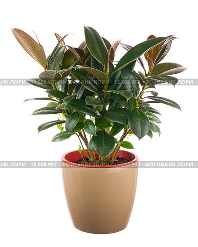 Фикус каучуконосный Ficus elastica (Indian Rubber Bush) Стоковое фото, фотограф Олег Родионов / Фотобанк Лори