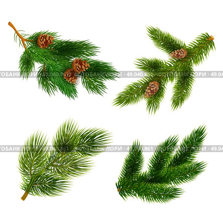 Fir and pine trees branches icons set . Pine tree branches with cones for chrismas decorations 4  icons set composition banner  realistic abstract vector illustration. Стоковая иллюстрация, агентство Ingram Publishing / Фотобанк Лори