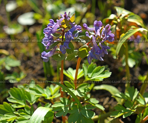 First flowers in spring. Corydalis solida, fumewort or bird-in-a-bush, species of flowering plant in family Papaveraceae on sunny day. Стоковое фото, фотограф Валерия Попова / Фотобанк Лори