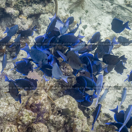 Fish and corals underwater, Turneffe Atoll, Belize Barrier Reef, Belize. Стоковое фото, агентство Ingram Publishing / Фотобанк Лори