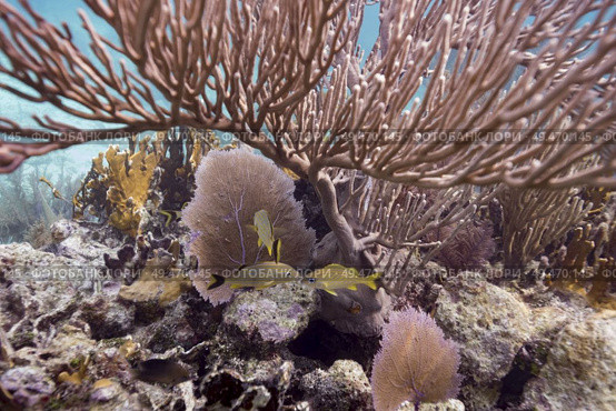 Fish and corals underwater, Turneffe Atoll, Belize Barrier Reef, Belize. Стоковое фото, агентство Ingram Publishing / Фотобанк Лори