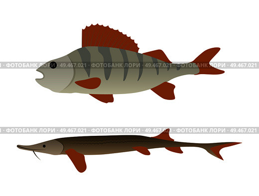 Fish aquatic marine animals. Marine fauna underwater sealife animals. Limbless vertebrate seafood unprepared ingredients for dish vector illustration. Fish Aquatic Marine Animals Vector Illustration. Стоковая иллюстрация, агентство Ingram Publishing / Фотобанк Лори