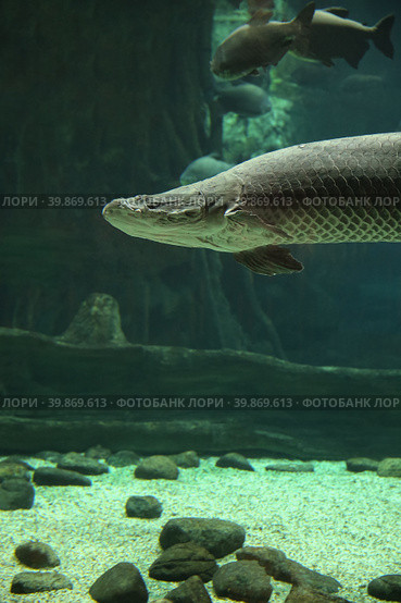 Fish under water. Arapaima fish - Pirarucu Arapaima gigas one largest freshwater fish. Fish in the aquarium behind glass. Стоковое фото, фотограф Ирина Вершинская / Фотобанк Лори