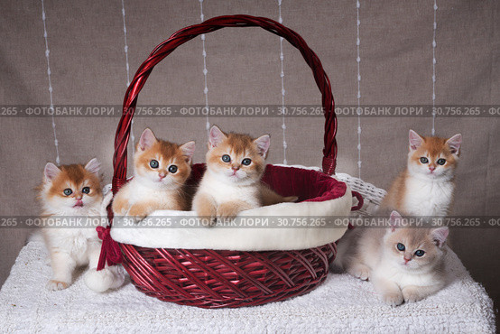 Five kittens of the breed British Shorthair sit in the Christmas basket and next. Стоковое фото, фотограф Ирина Кожемякина / Фотобанк Лори