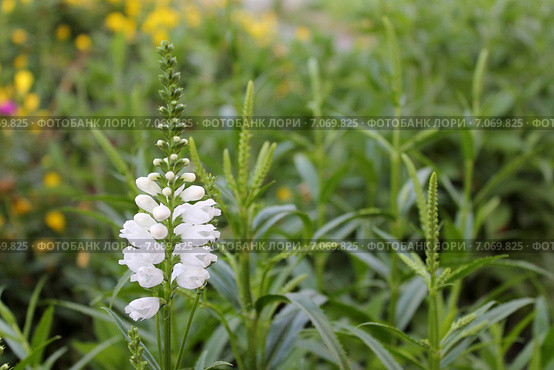 Физостегия виргинская (Physostegia virginiana f. alba) крупным планом. Стоковое фото, фотограф Ирина Водяник / Фотобанк Лори